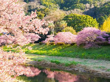 【みなみの桜と菜の花まつり】桜並木まで徒歩1分◆春の訪れを楽しむ-2食付-