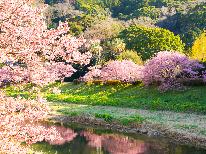 【みなみの桜と菜の花まつり】桜並木まで徒歩1分◆春の訪れを楽しむ-2食付-