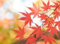 【秋季限定】この時期ならではの紅葉を見に行こう！-軍鶏鍋プラン-