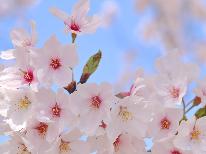 【お花見☆1泊2食付】桜の名所、湊山公園へ行こう♪夕食は日替わり手作り定食