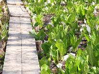 【尾瀬ハイキング/朝食付】夜はゆっくりチェックイン！健康和朝食で元気にいってらっしゃい！