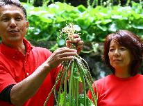【夏休みわさび農家体験付き】大人も子どもも学べる“自由研究”☆彡リアルなわさび農家の話が聞ける